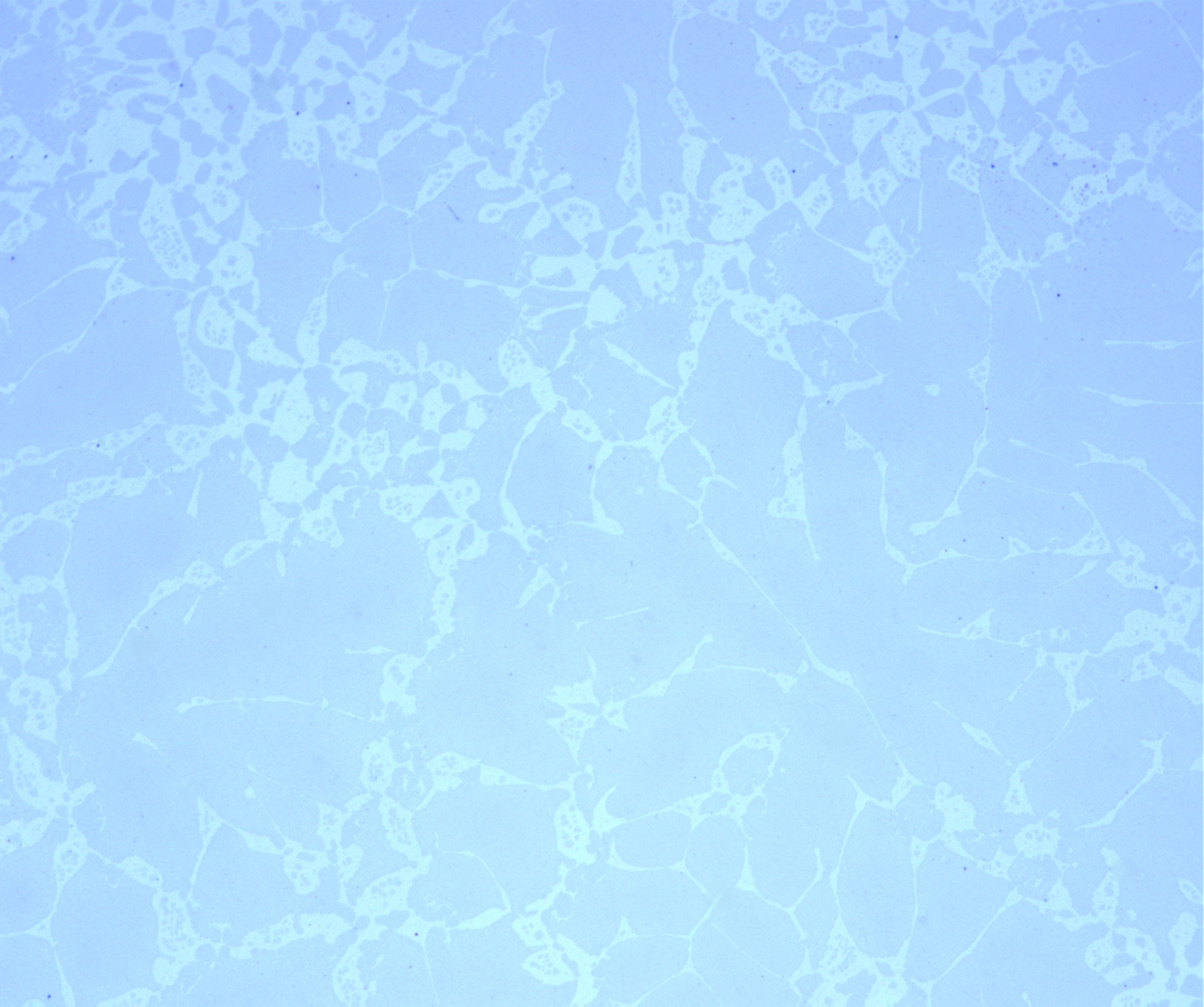 500X.jpg
